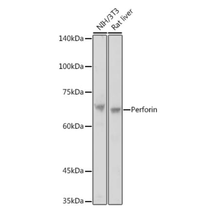 Western Blot - Anti-Perforin Antibody (A11105) - Antibodies.com