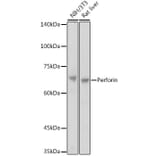 Western Blot - Anti-Perforin Antibody (A11105) - Antibodies.com