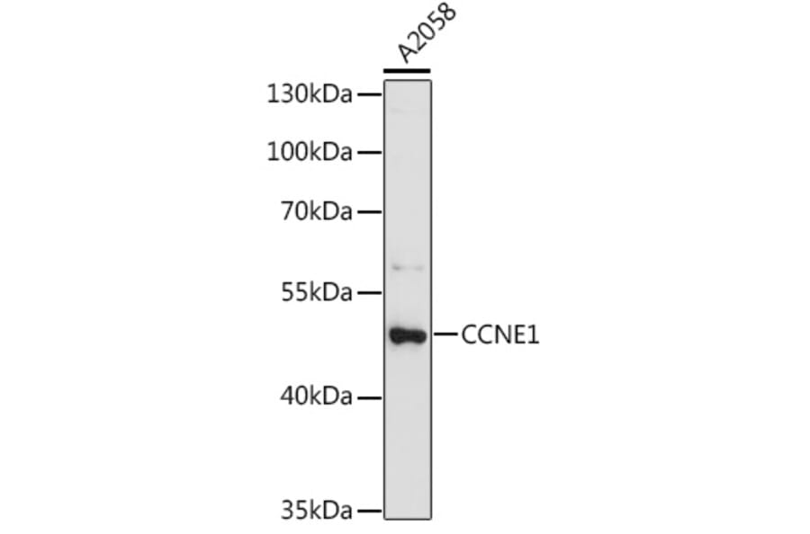 Western Blot - Anti-CCNE1 Antibody (A0112) - Antibodies.com
