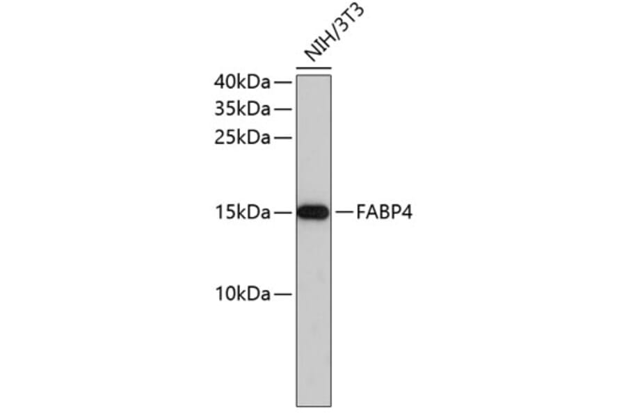 Western Blot - Anti-FABP4 Antibody (A0120) - Antibodies.com
