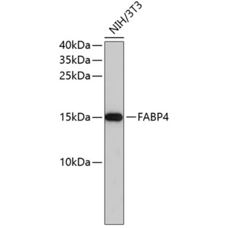 Western Blot - Anti-FABP4 Antibody (A0120) - Antibodies.com