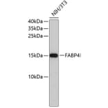 Western Blot - Anti-FABP4 Antibody (A0120) - Antibodies.com