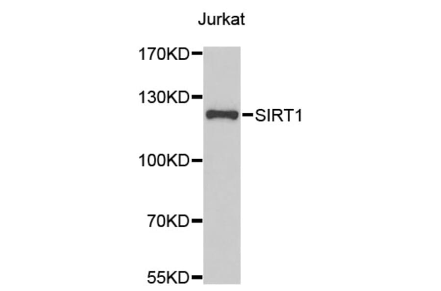 Western Blot - Anti-SirT1 Antibody (A0127) - Antibodies.com