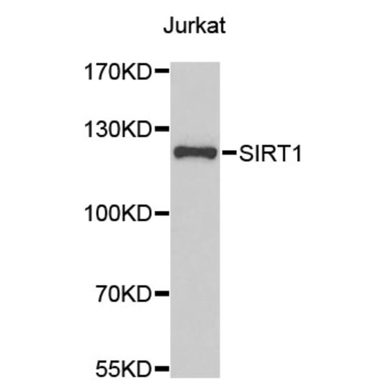 Western Blot - Anti-SirT1 Antibody (A0127) - Antibodies.com