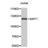 Western Blot - Anti-SirT1 Antibody (A0127) - Antibodies.com