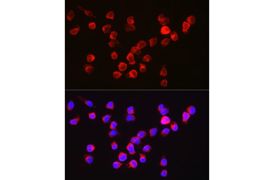 Immunofluorescence - Anti-BFL-1/GRS Antibody (A11113) - Antibodies.com