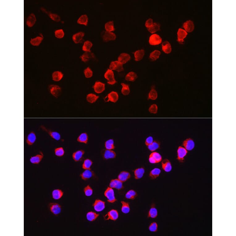 Immunofluorescence - Anti-BFL-1/GRS Antibody (A11113) - Antibodies.com