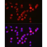 Immunofluorescence - Anti-BFL-1/GRS Antibody (A11113) - Antibodies.com