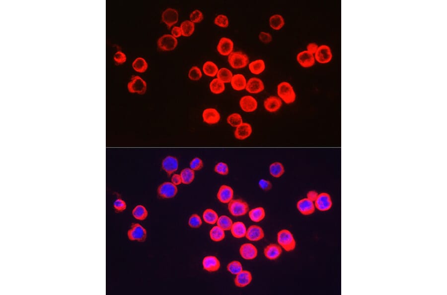 Immunofluorescence - Anti-BFL-1/GRS Antibody (A11113) - Antibodies.com