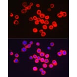 Immunofluorescence - Anti-BFL-1/GRS Antibody (A11113) - Antibodies.com
