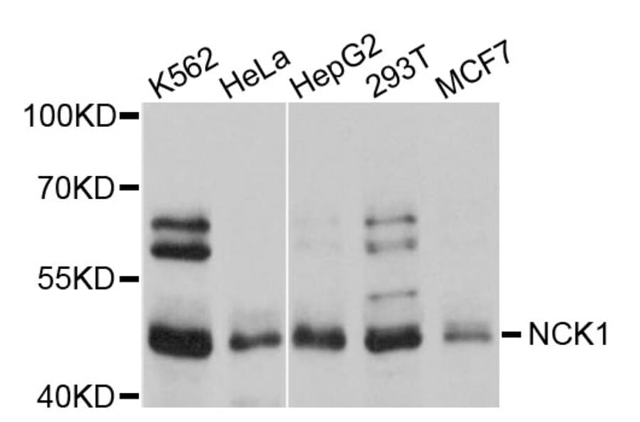 Western Blot - Anti-NCK1 Antibody (A0140) - Antibodies.com