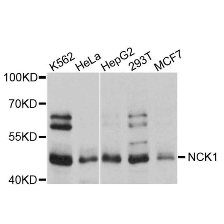 Western Blot - Anti-NCK1 Antibody (A0140) - Antibodies.com