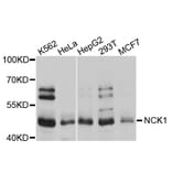 Western Blot - Anti-NCK1 Antibody (A0140) - Antibodies.com