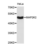 Western Blot - Anti-MAP2K2 Antibody (A0143) - Antibodies.com