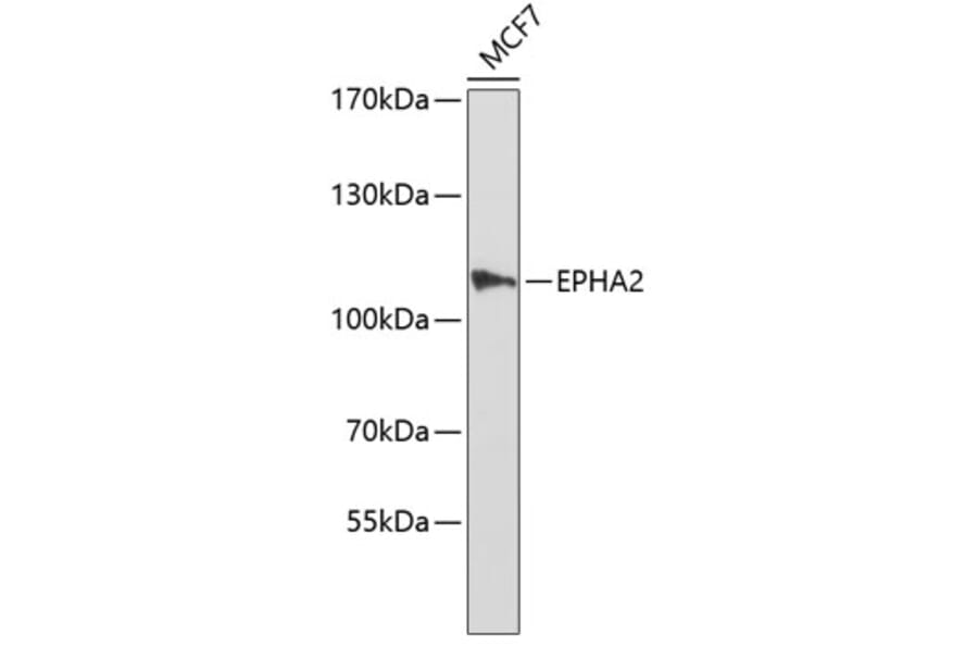 Western Blot - Anti-EPHA2 Antibody (A0167) - Antibodies.com