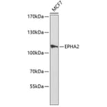 Western Blot - Anti-EPHA2 Antibody (A0167) - Antibodies.com