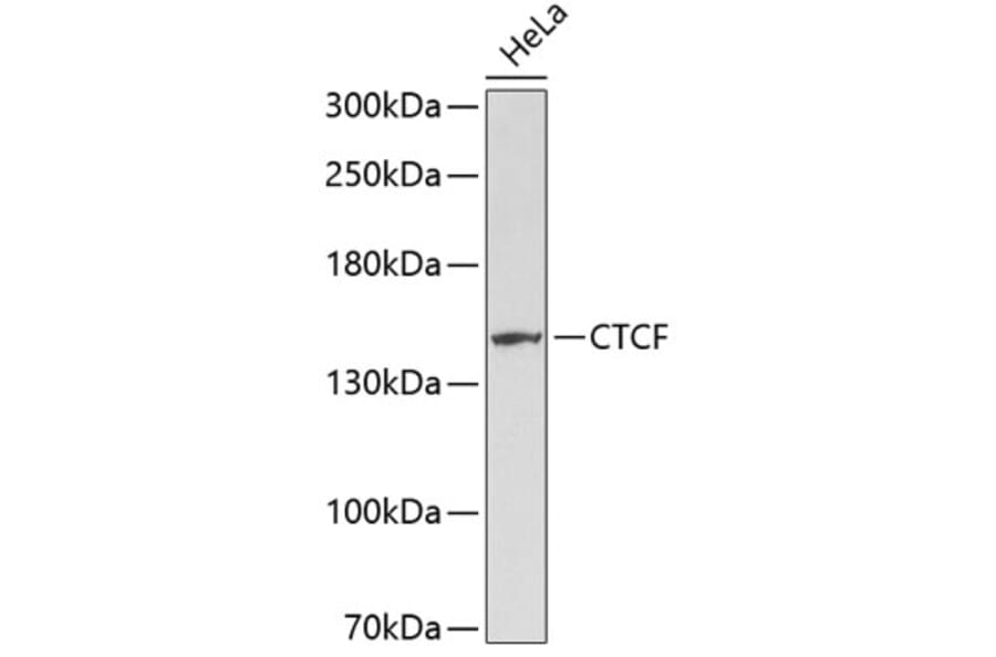 Western Blot - Anti-CTCF Antibody (A0171) - Antibodies.com