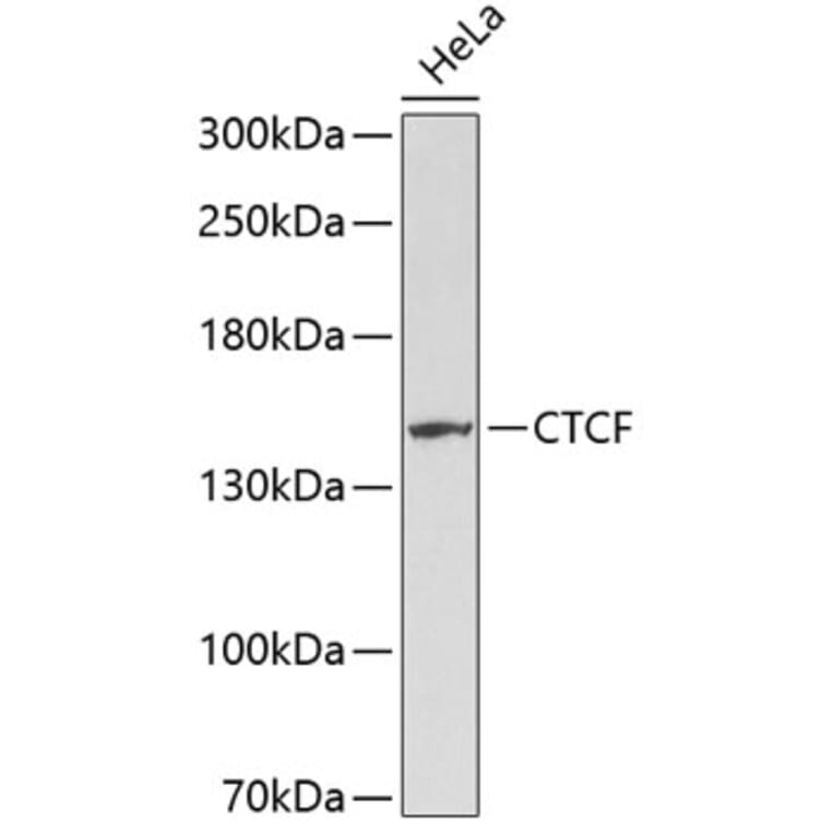 Western Blot - Anti-CTCF Antibody (A0171) - Antibodies.com