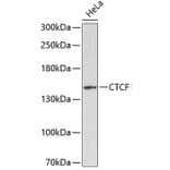 Western Blot - Anti-CTCF Antibody (A0171) - Antibodies.com