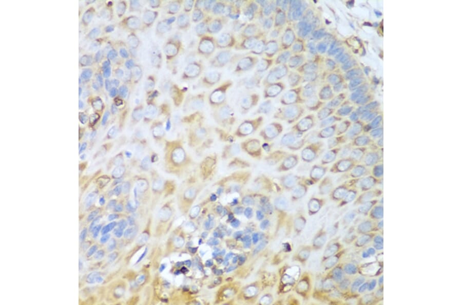Immunohistochemistry - Anti-non-muscle Myosin IIA Antibody (A11122) - Antibodies.com