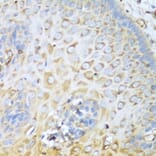 Immunohistochemistry - Anti-non-muscle Myosin IIA Antibody (A11122) - Antibodies.com