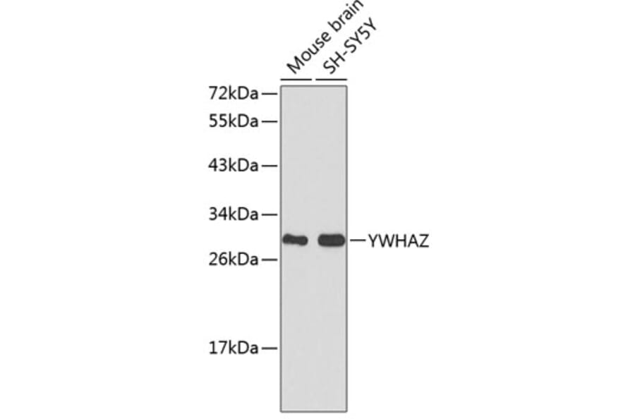 Western Blot - Anti-YWHAZ Antibody (A0174) - Antibodies.com