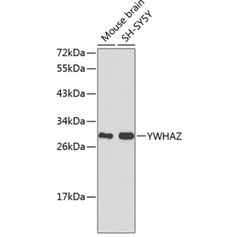 Western Blot - Anti-YWHAZ Antibody (A0174) - Antibodies.com