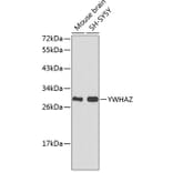 Western Blot - Anti-YWHAZ Antibody (A0174) - Antibodies.com
