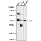 Western Blot - Anti-A RAF Antibody (A11125) - Antibodies.com