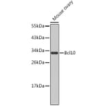 Western Blot - Anti-Bcl10 Antibody (A11126) - Antibodies.com