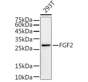 Western Blot - Anti-FGF2 Antibody (A11129) - Antibodies.com