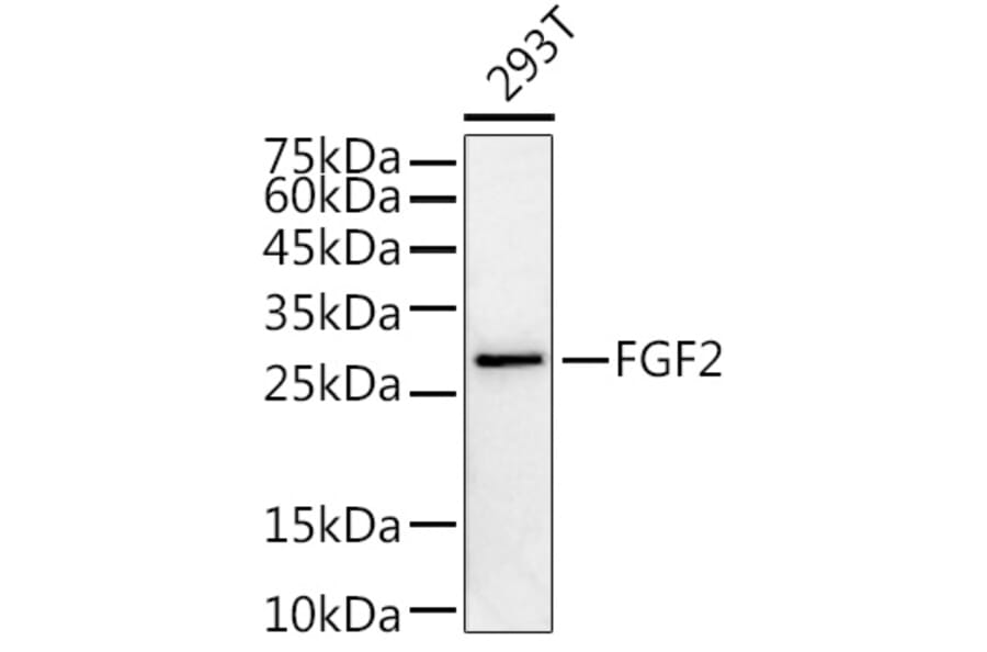 Western Blot - Anti-FGF2 Antibody (A11129) - Antibodies.com