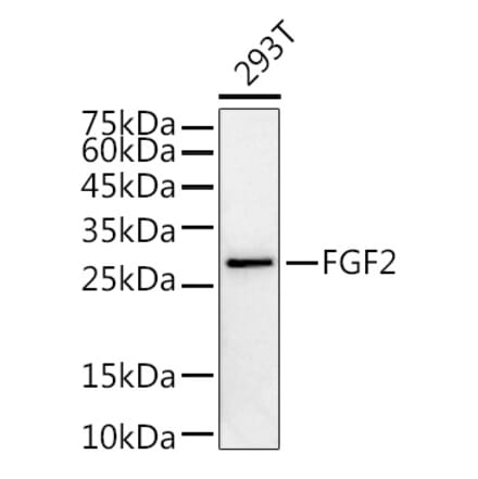 Western Blot - Anti-FGF2 Antibody (A11129) - Antibodies.com