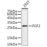 Western Blot - Anti-FGF2 Antibody (A11129) - Antibodies.com