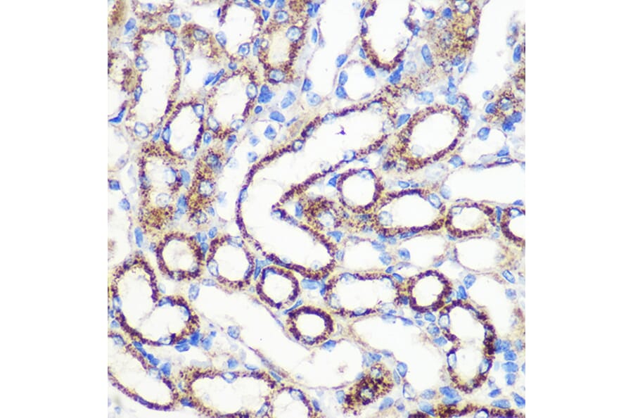 Immunohistochemistry - Anti-FGF2 Antibody (A11129) - Antibodies.com