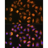 Immunofluorescence - Anti-FGF2 Antibody (A11129) - Antibodies.com