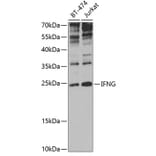 Western Blot - Anti-Interferon gamma Antibody (A11130) - Antibodies.com