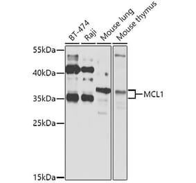 Western Blot - Anti-MCL1 Antibody (A11132) - Antibodies.com