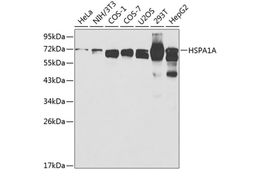 Western Blot - Anti-HSPA1A Antibody (A0284) - Antibodies.com