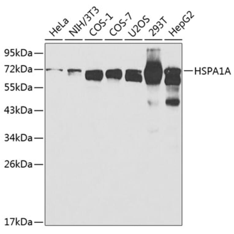 Western Blot - Anti-HSPA1A Antibody (A0284) - Antibodies.com
