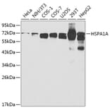 Western Blot - Anti-HSPA1A Antibody (A0284) - Antibodies.com
