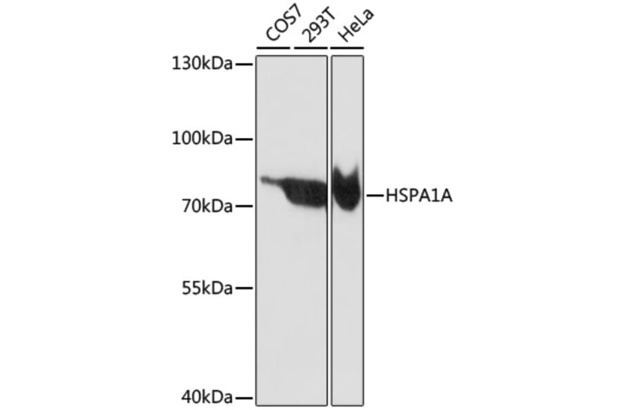 Western Blot - Anti-HSPA1A Antibody (A0284) - Antibodies.com