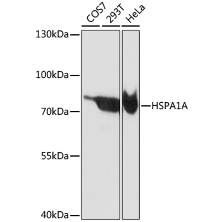 Western Blot - Anti-HSPA1A Antibody (A0284) - Antibodies.com