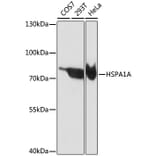 Western Blot - Anti-HSPA1A Antibody (A0284) - Antibodies.com