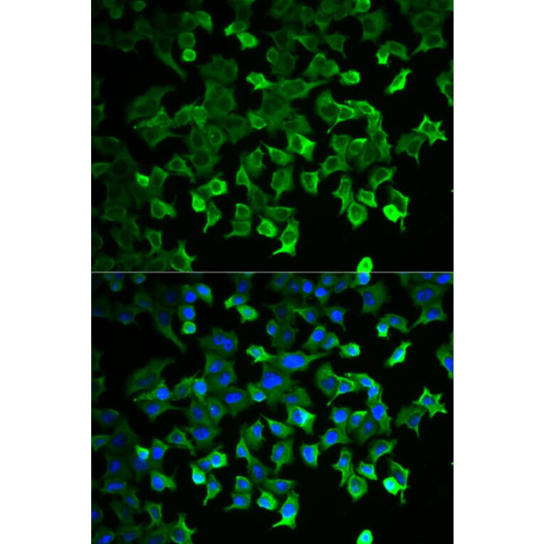 Immunofluorescence - Anti-HSPA1A Antibody (A0284) - Antibodies.com