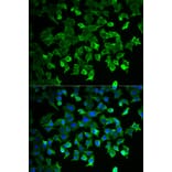 Immunofluorescence - Anti-HSPA1A Antibody (A0284) - Antibodies.com
