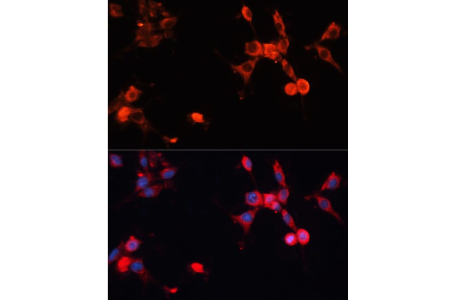 Immunofluorescence - Anti-HSPA1A Antibody (A0284) - Antibodies.com