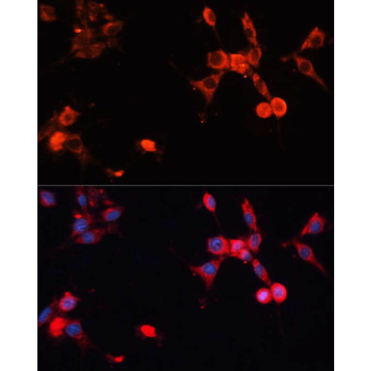 Immunofluorescence - Anti-HSPA1A Antibody (A0284) - Antibodies.com