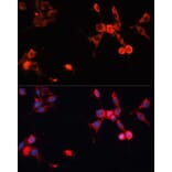 Immunofluorescence - Anti-HSPA1A Antibody (A0284) - Antibodies.com