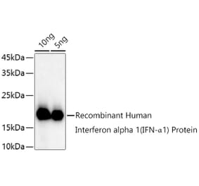 Western Blot - Anti-Interferon alpha 1 Antibody (A11134) - Antibodies.com